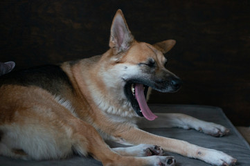 Dog Yawn