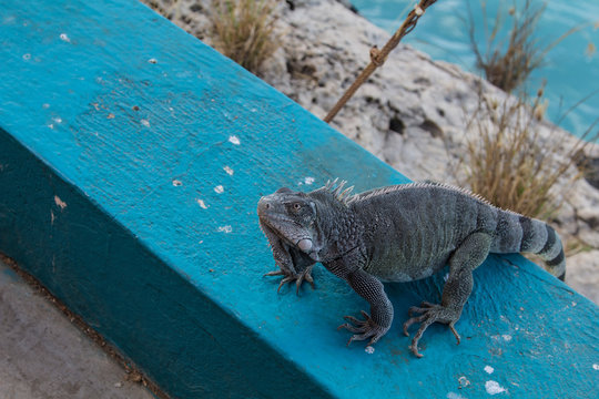 Green iguana on the tropical island of Bonaire in the caribbean