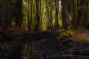 Obraz premium forest in autumn