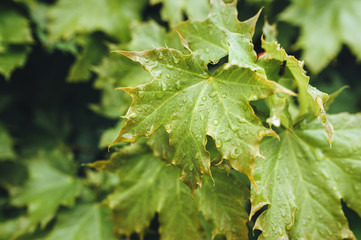 Many fresh green maple leaves with spring rain drops. Overcast weather. Nature background close up.