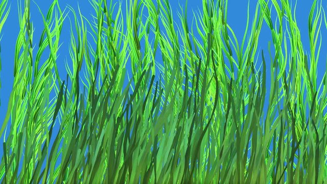 Kelp, sea weed, tall grases. Isolated on Solid blue background . Dense thick clusters.  3d animation 