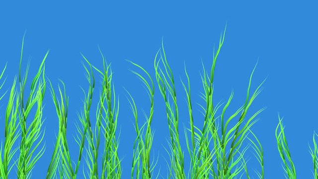 Kelp, sea weed, tall grases growing. Isolated on Solid blue background . 3d animation 