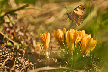 Krokusse mit Schmetterling Frühling 