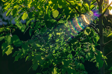 Fototapeta na wymiar Soft focus ray of morning sun through the bright spring fresh foliage. Bokeh green background. Beautiful blooming trees defocus blur in spring park. Wallpaper With Copy Space. Blooming garden closeup