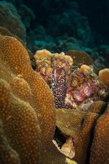 Spotted moray eel peeking out of a cave on the coral reef of tropical Bonaire Island in the Caribbean