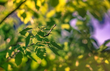 Soft focus ray of morning sun through the bright spring fresh foliage. Bokeh green background. Beautiful blooming trees defocus blur in spring park. Wallpaper With Copy Space. Blooming garden closeup