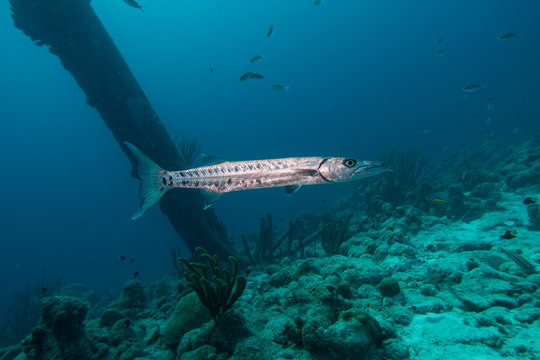 A single barracuda swimming below the pillars of the Salt Pier on the tropical island Bonaire in the Caribbean