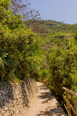 Italy, Cinque Terre, Corniglia, a tree in a forest