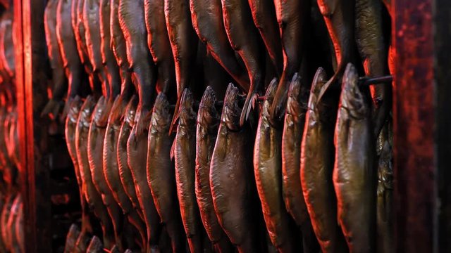 fish factory production