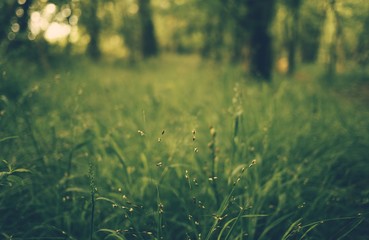 Summer Forest Grass