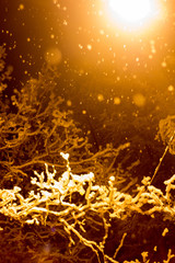 Fototapeta na wymiar Falling snow under a street lamp
