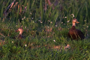 The Mottled Duck nesting near a lakes edge in Florida