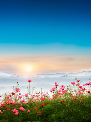 Beautiful cosmos flowers in garden with foggy winter sunrise in mountains.