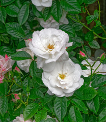 Obraz premium White Rose.