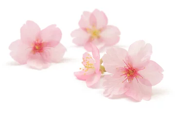 Foto auf Acrylglas Sakura-Blume Frühling weißer Hintergrund © Naoki Kim