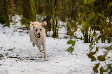 Yellow lab dog running in snow in the forest