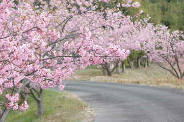 Obraz premium 桜（河津桜）