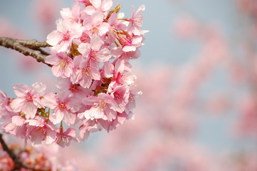 Fototapeta na wymiar 桜（河津桜）