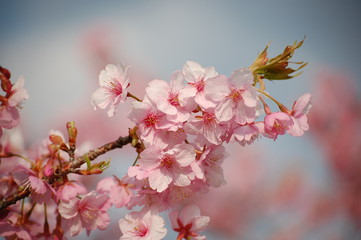 桜（河津桜）