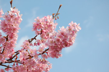 桜（河津桜）
