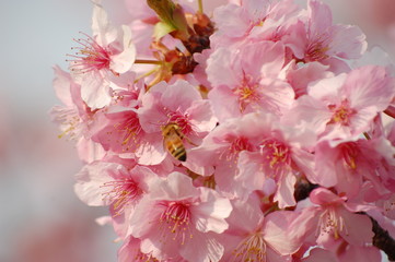 桜（河津桜）