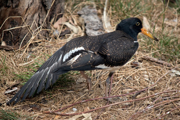 pied oystercatcher stretching