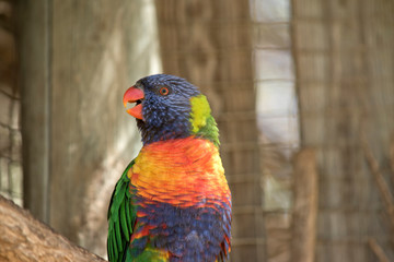 a   close up of a  rainbow lorikeet singing