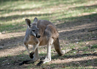 Naklejka na ściany i meble a red kangaroo in a field