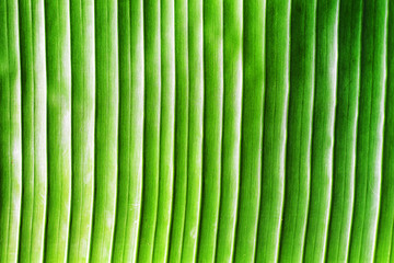 banana leaf texture