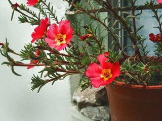 Portulaca grandiflora , flower, plant