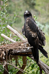 A Wedge tail eagle in his nest