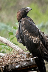 A Wedge tail eagle next to his nest