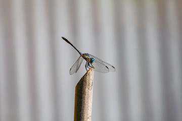 Closeup of a  blue colored male darter (Sympetrum sanguineum) resting