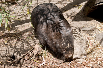 a common wombat