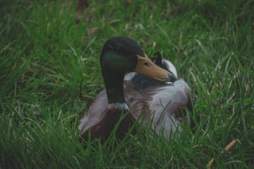 Duck on grass