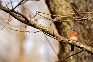 Missouri State Bird