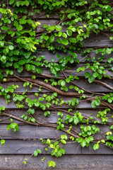 Green leaf ivy on wood board