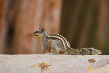 Squirrel