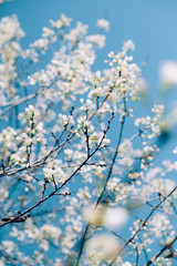 Wild Himalayan Cherry or Sakura Blossoms in spring season, Thailand