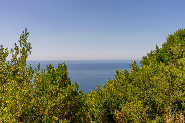 Fototapeta na wymiar Italy, Cinque Terre, Corniglia, a large tree in a forest
