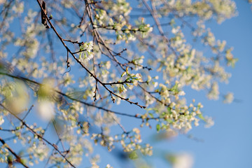 Wild Himalayan Cherry or Sakura Blossoms in spring season, Thailand