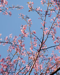 Wild Himalayan Cherry or Sakura Blossoms in spring season, Thailand