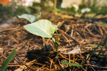 Top kale in a vegetable plot