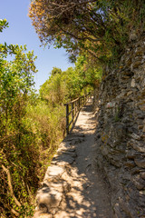 Fototapeta na wymiar Italy, Cinque Terre, Corniglia, FOOTPATH AMIDST TREES IN FOREST
