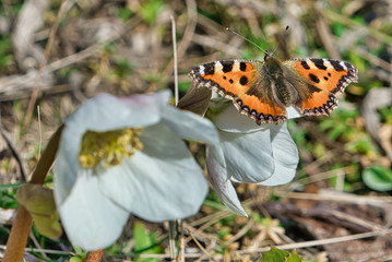 Schneerose mit Schmetterling kleiner Fuchs 