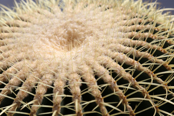 Echinocactus grusonii cactus