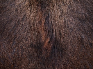 Bear Fur