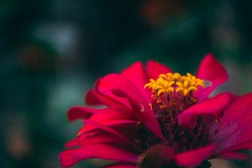 beauty flower