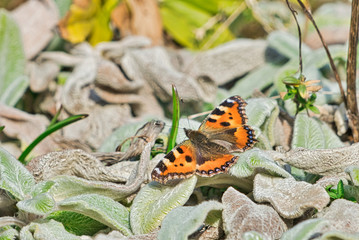 Schmetterling , Kleiner Fuchs 