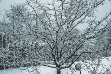 Snow Covered Tree